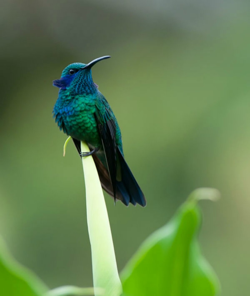 La belleza de los colibris foto 17
