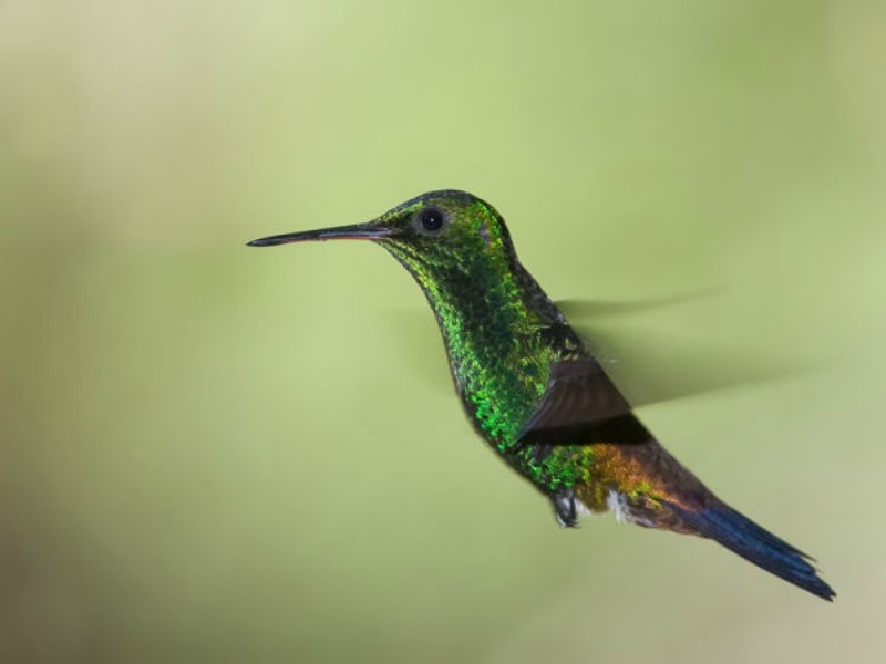 La belleza de los colibris foto 18