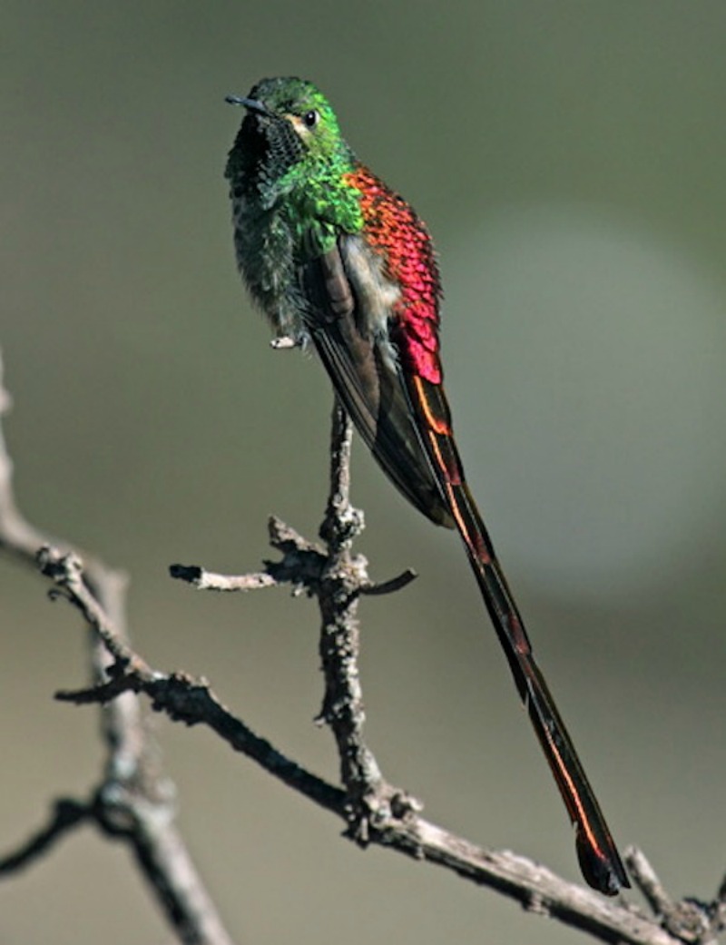 La belleza de los colibris foto 2