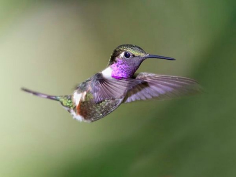 La belleza de los colibris foto 20