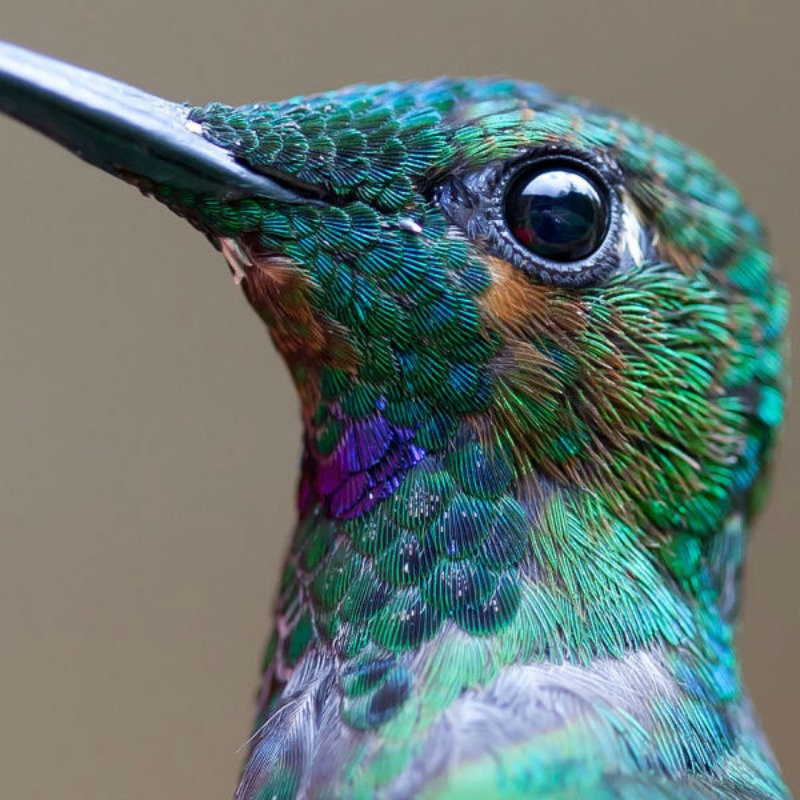 La belleza de los colibris foto 4