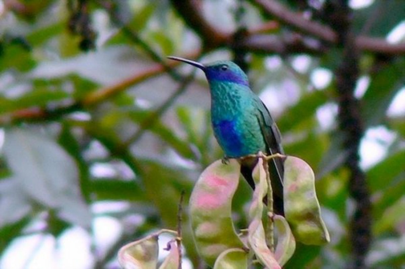 La belleza de los colibris foto 6