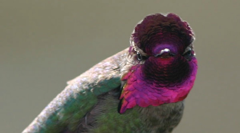 La belleza de los colibris foto 7