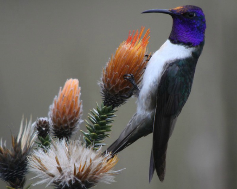 La belleza de los colibris foto 8