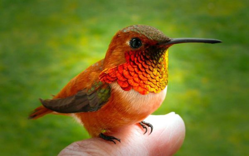 La belleza de los colibris foto 9