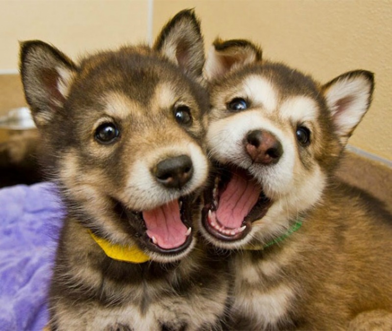 Los perros mas felices foto 15