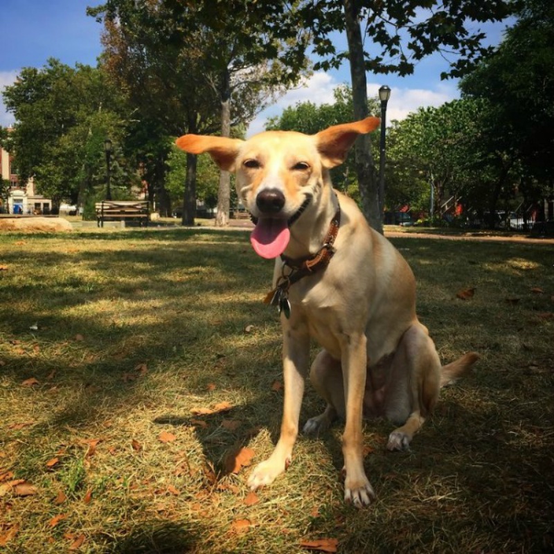 Los perros mas felices foto 21