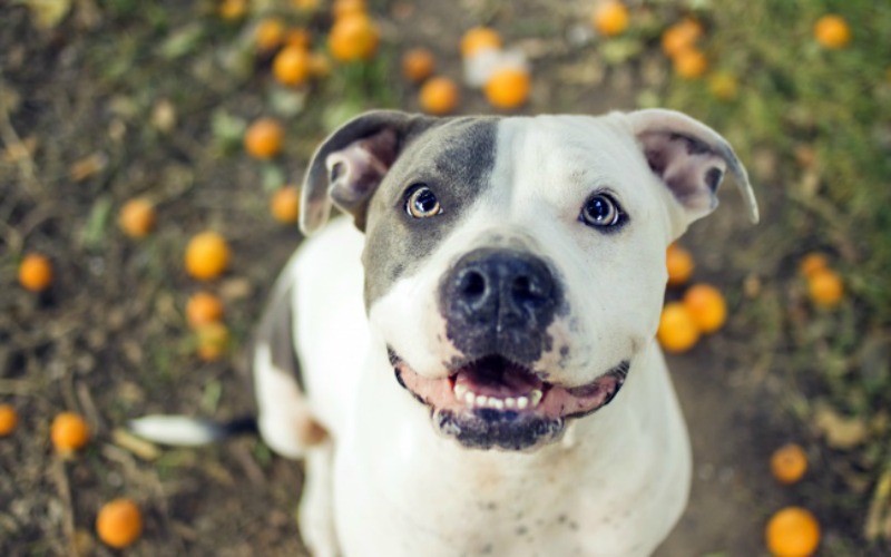 Los perros mas felices foto 7