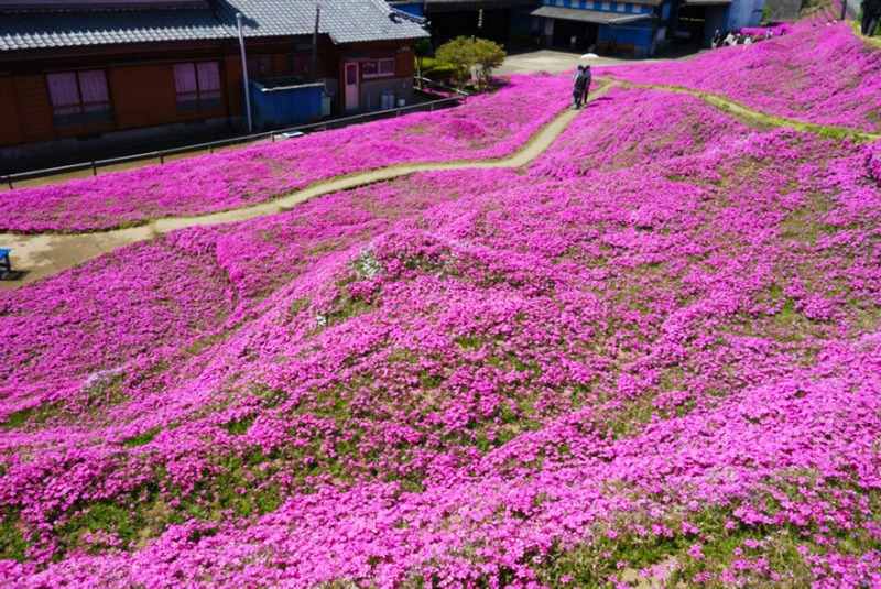 Marido y campo de flores foto 2