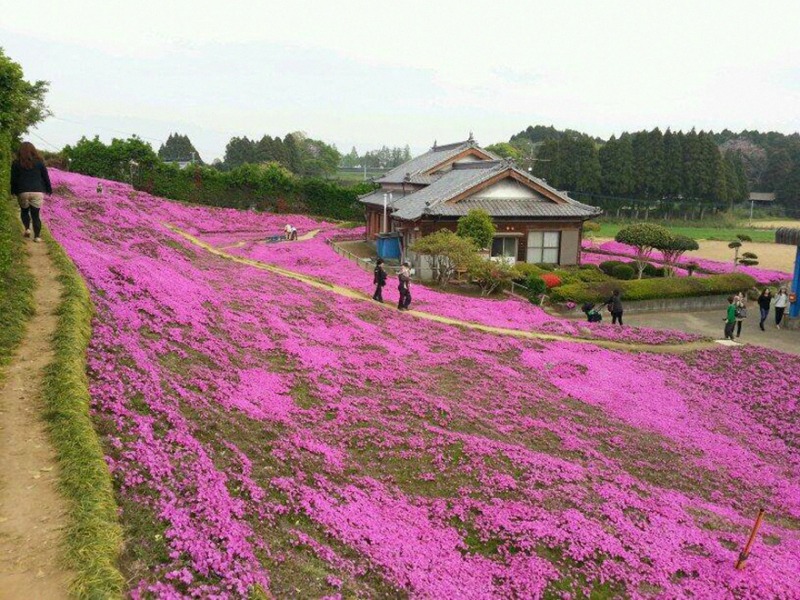 Marido y campo de flores foto 4