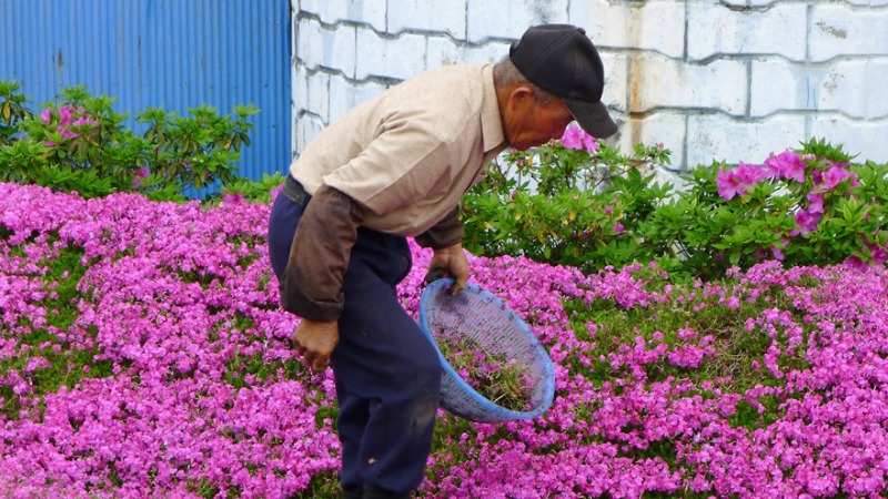 Marido y campo de flores foto 8