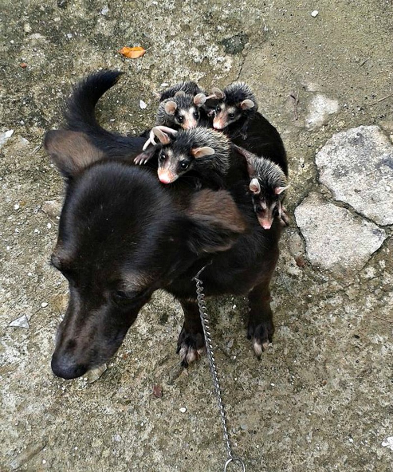 Perro adopta zarigueyas foto 1