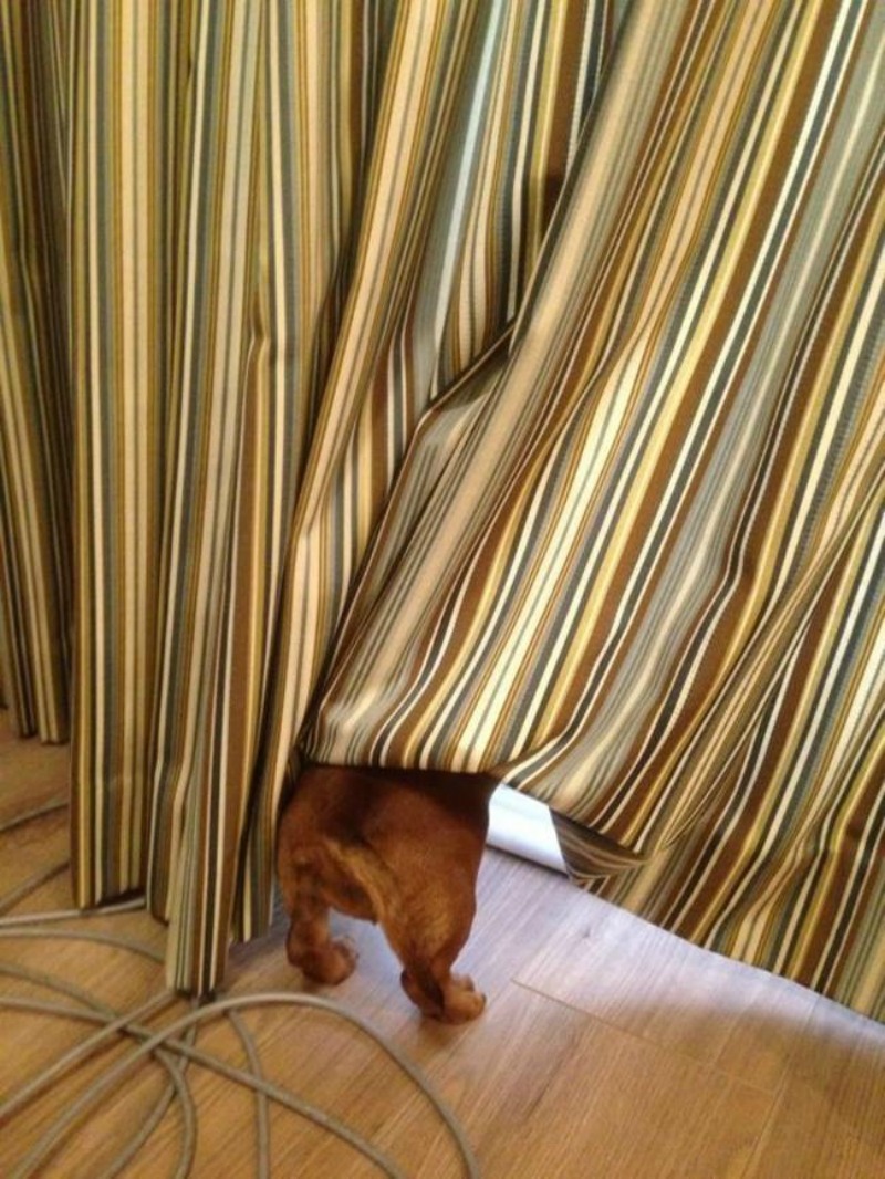 Perros jugando al escondite foto 10