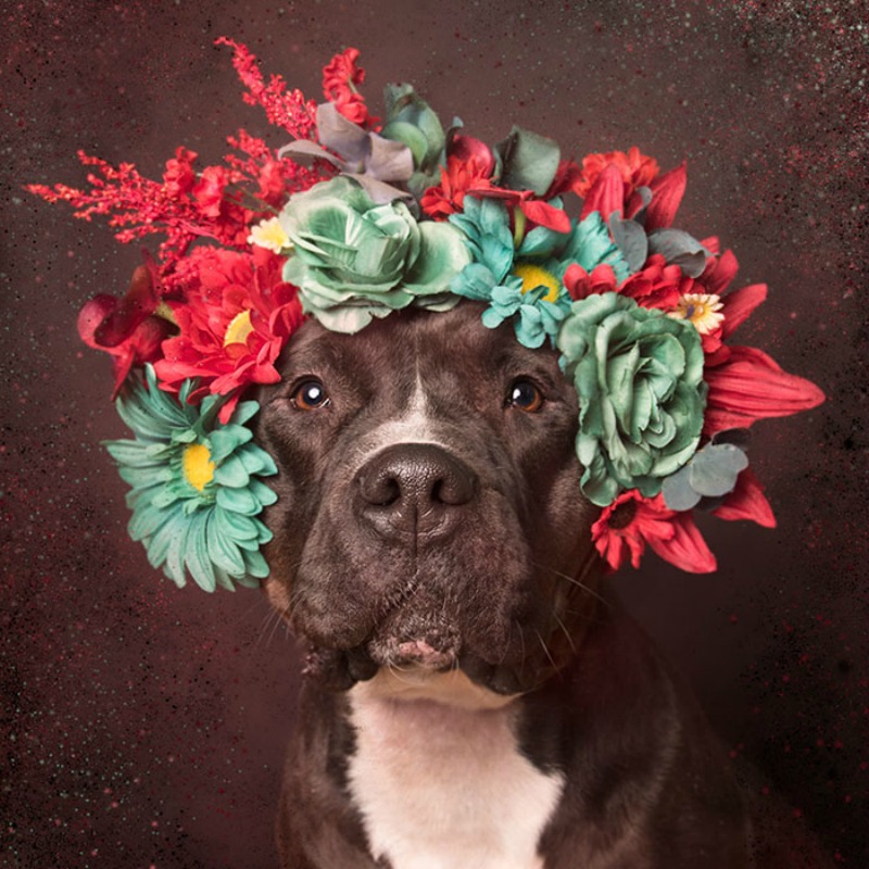 Pitbull florales foto 10