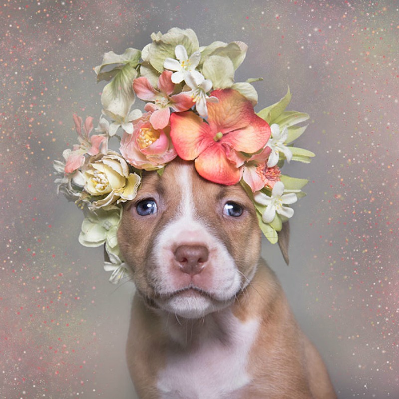 Pitbull florales foto 3