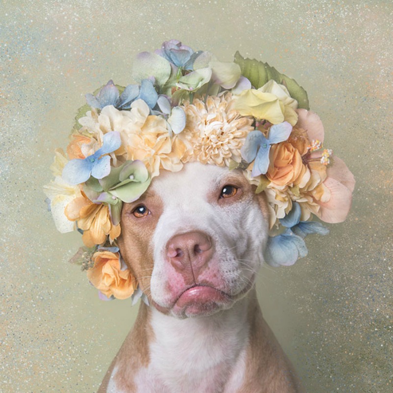 Pitbull florales foto 4