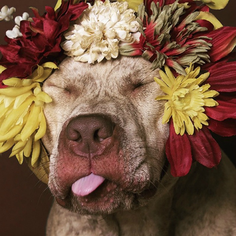 Pitbull florales foto 5