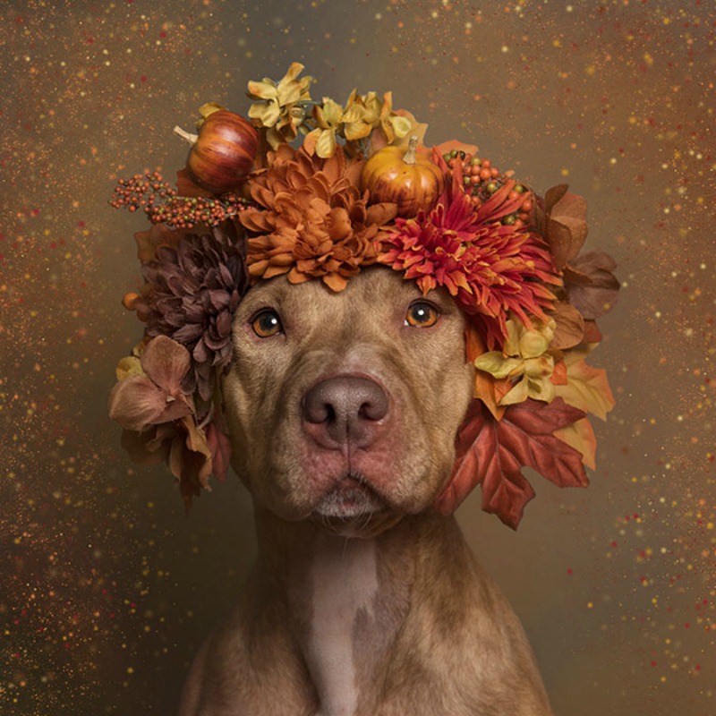 Pitbull florales foto 7