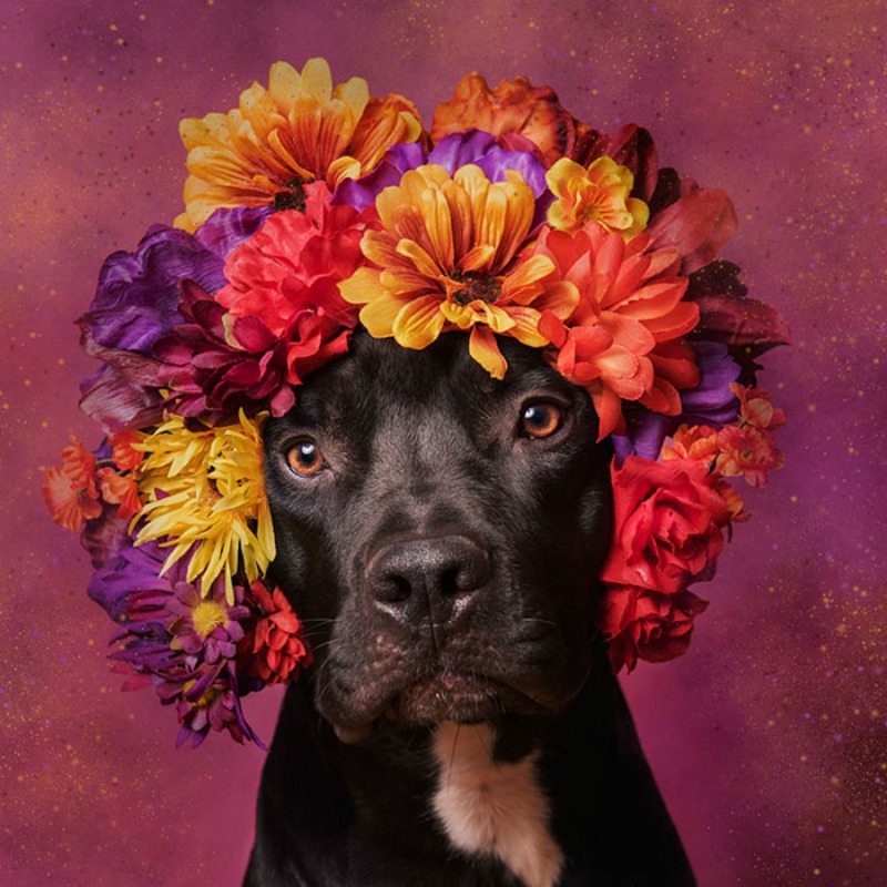 Pitbull florales foto 8