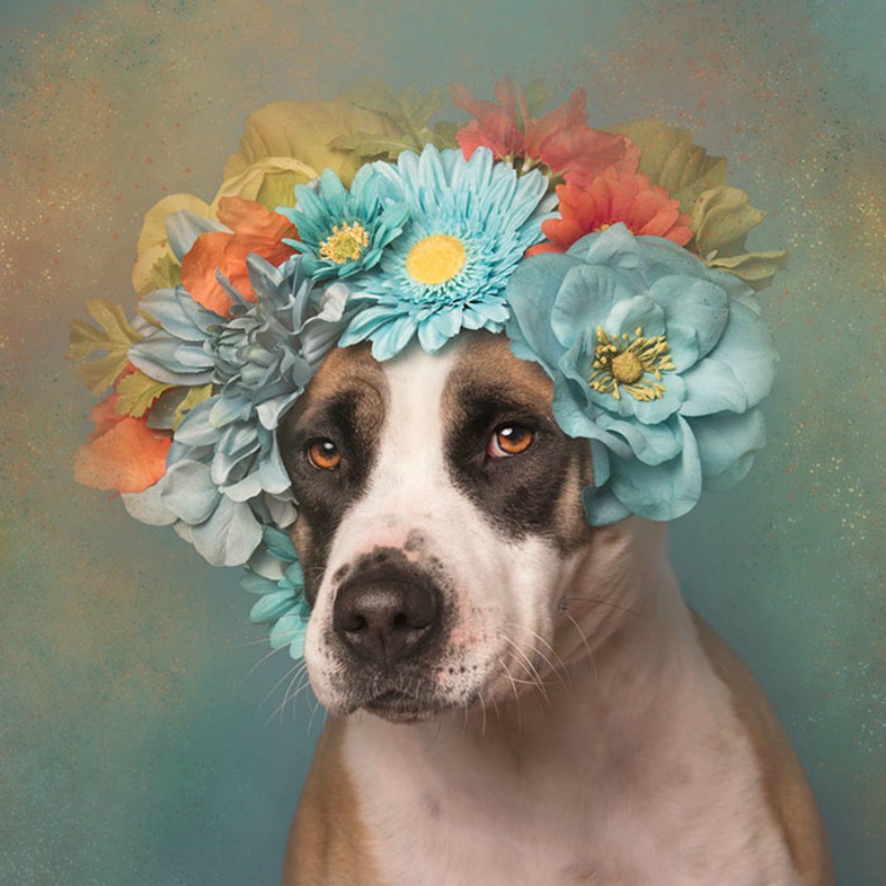 Pitbull florales foto 9