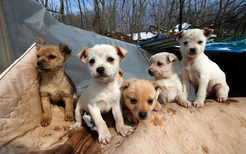 Rescate de perros foto 3