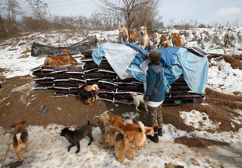 Rescate de perros foto 4