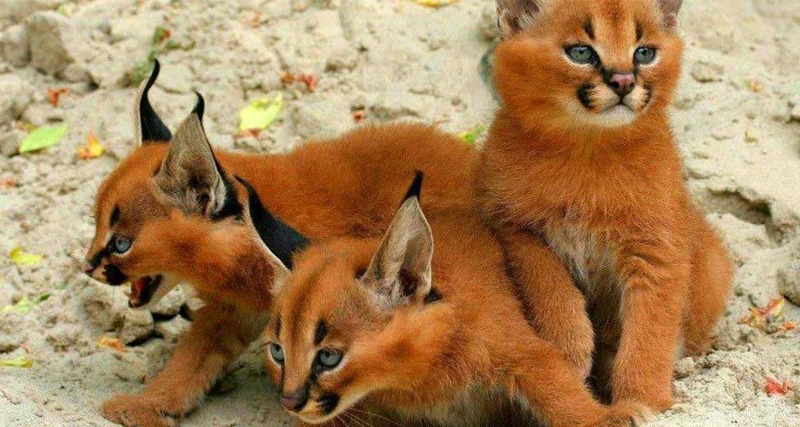 caracal foto 1