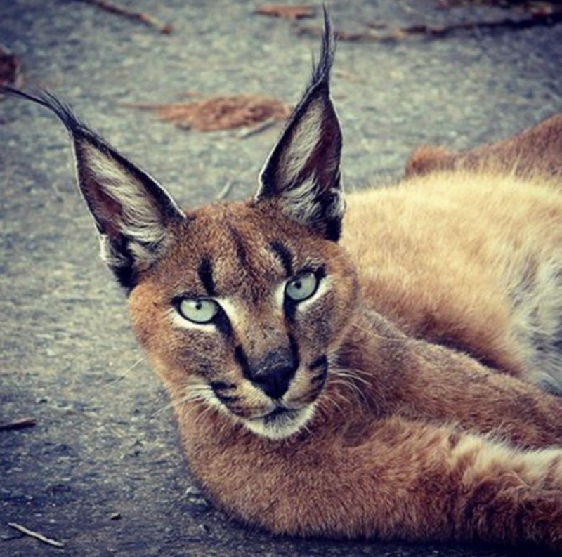 caracal foto 2