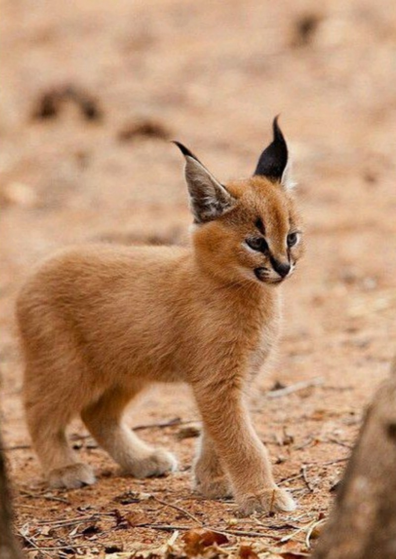 caracal foto 4