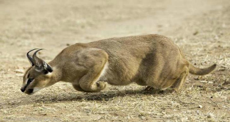 caracal foto 6