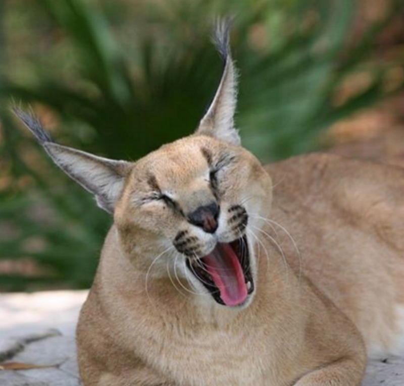 caracal foto 7