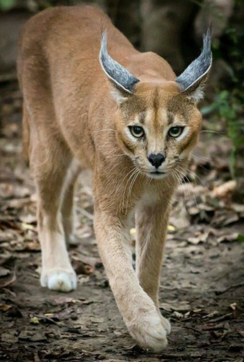 caracal foto 8