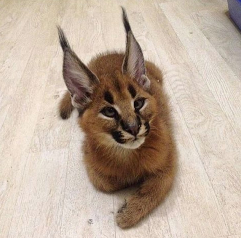 caracal foto 9