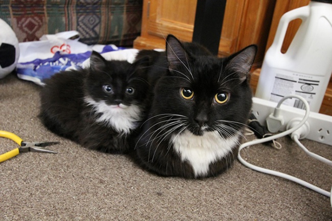 gatos y sus pequeños 1