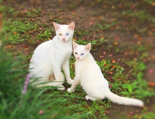 gatos y sus pequeños 10