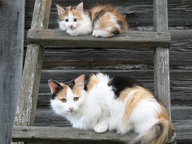 gatos y sus pequeños 13