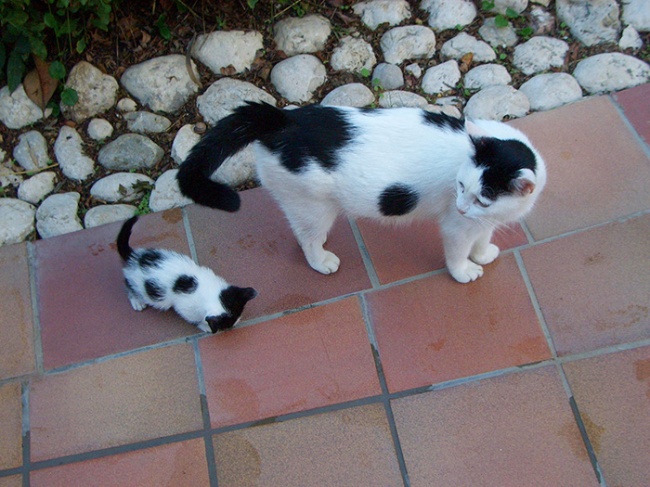 gatos y sus pequeños 14