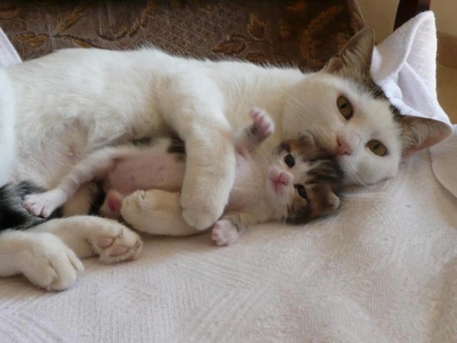 gatos y sus pequeños 15