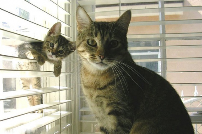 gatos y sus pequeños 3