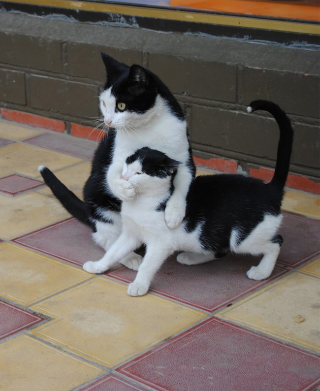 gatos y sus pequeños 9