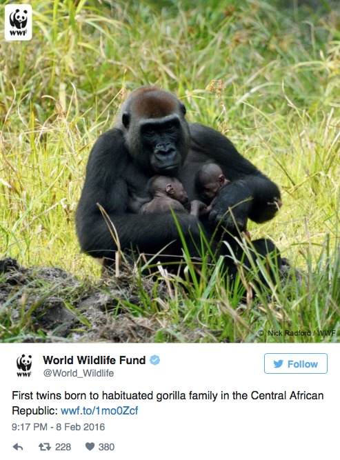 gorila con gemelos