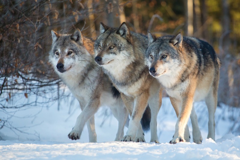 manada de lobos 3