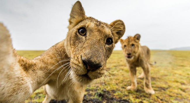 selfies animales 15