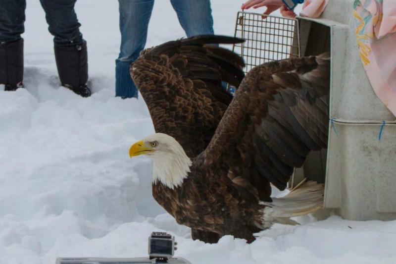 Aguila calva espera por su pareja 4