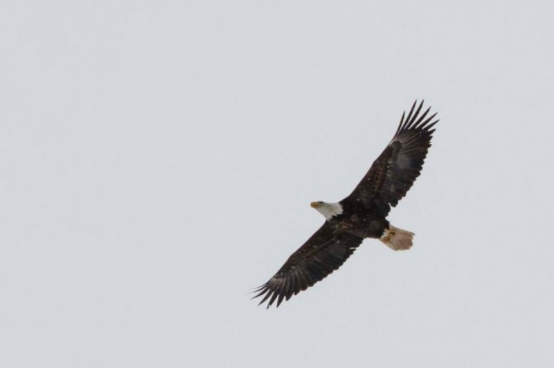 Aguila calva espera por su pareja 5