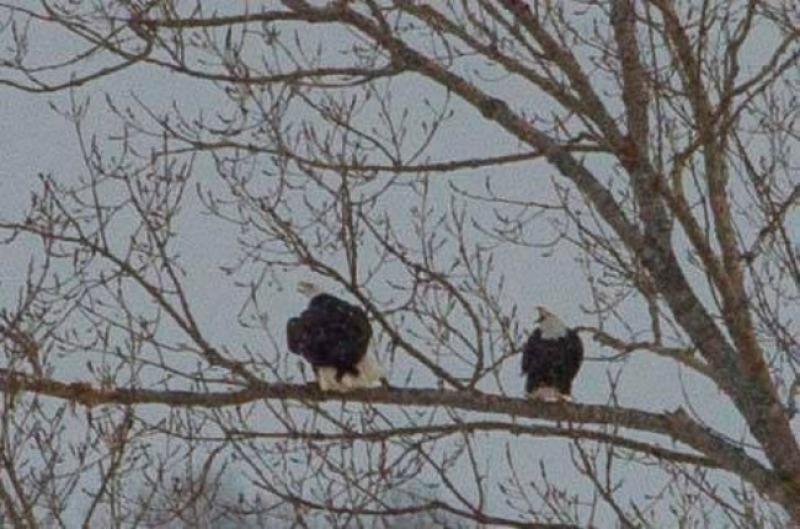 Aguila calva espera por su pareja 6