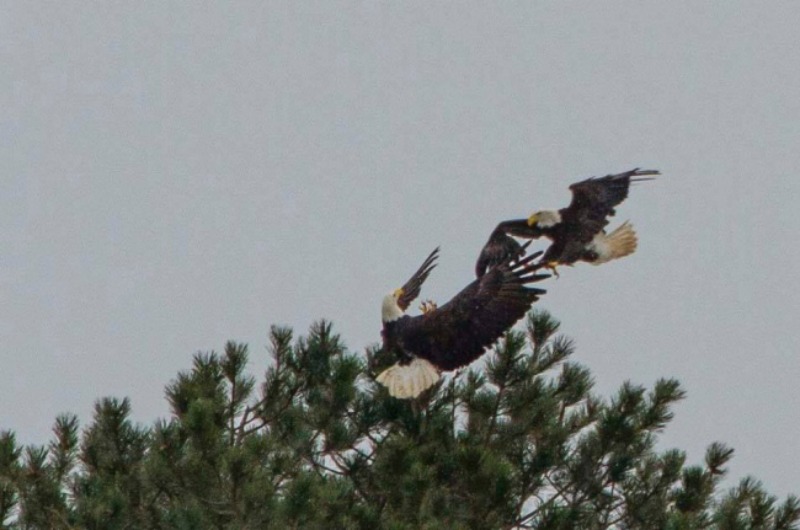 Aguila calva espera por su pareja 7