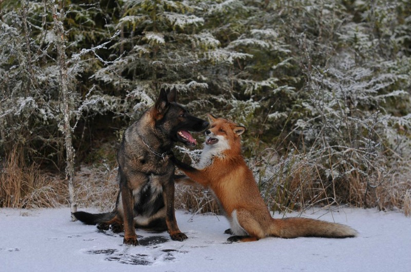 Amistad entre perro y zorro foto 5