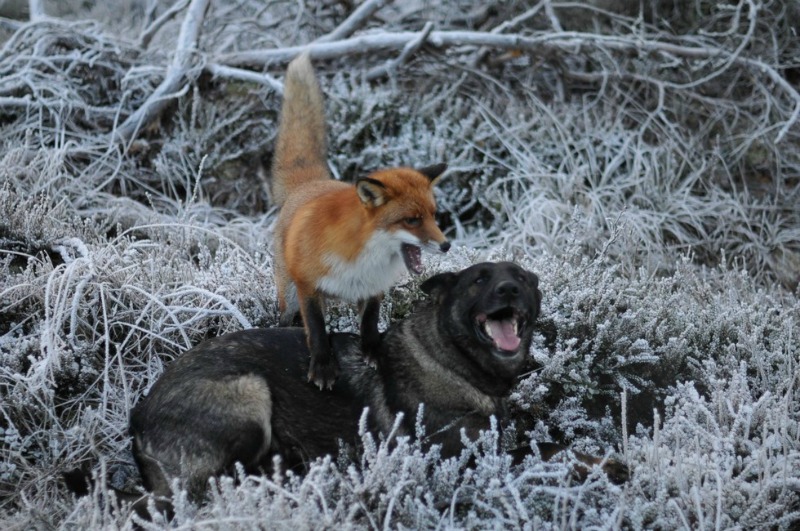 Amistad entre perro y zorro foto 6