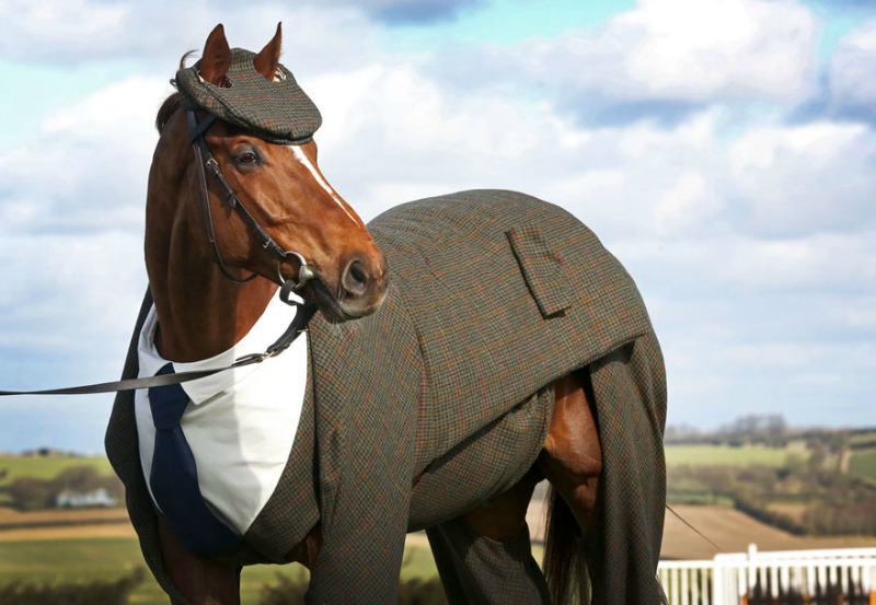 Caballos con traje foto 1